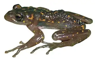 Description de l'image Boophis williamsi.jpg.