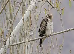 Aigle botté.