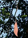 Gousse pendante d’Eperua falcata en Guyane.