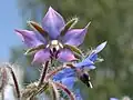 Fleur.