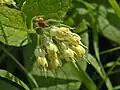 Inflorescence