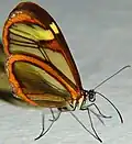 Greta oto