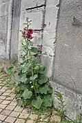 Rose trémière spontanée en ville.