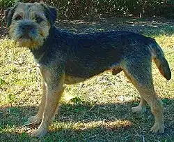 Border Terrier.