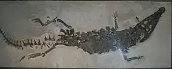 Fossile d'un crocodilien vu de dessus.