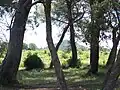 Colline des Bormettes