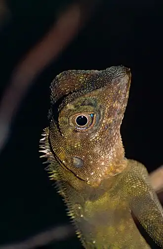 Description de l'image Borneo Forest Dragon (Gonocephalus bornensis) (14005911478).jpg.