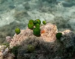 Bornetella sphaerica