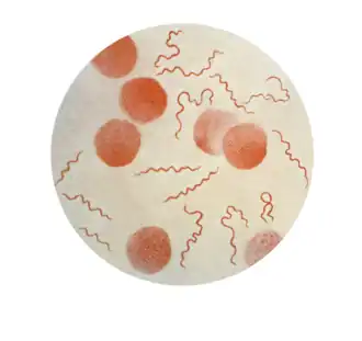 Description de l'image Borrelia recurrentis CDC.png.