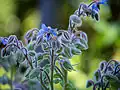 Inflorescences.