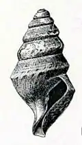Borsonella agassizii.
