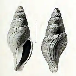 Borsonia smithi.