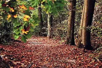 Forêt de chênes dans la partie sud du parc.