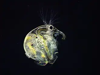 Description de l'image Bosmina longirostris 194724541.jpg.