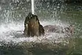 Dauphin du bassin, pendant les grandes eaux