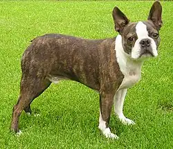 Image illustrative de l’article Terrier de Boston