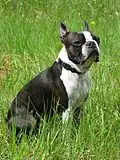 Jeune Boston terrier mâle.