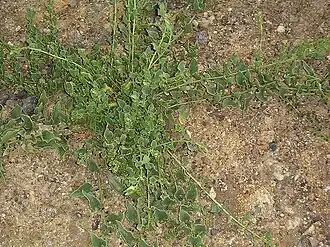 Une plante s'étale sur le sol.