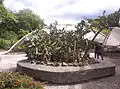 Jardin de cactus