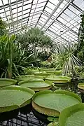 Les nénuphars Victoria cruziana