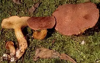 Bothia castanella