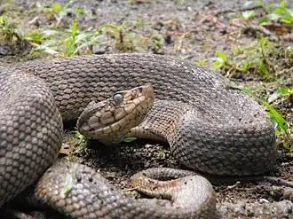 Description de l'image Bothrops caribbaeus.jpg.