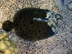 Bothus mancus