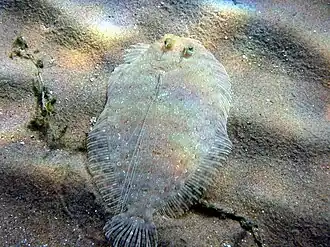 Bothus pantherinus