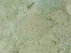 Maldives