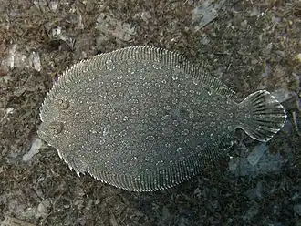 Bothus podas