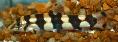 Botia histronica