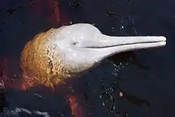 Photo d'une tête d'un dauphin rose de l'Amazone.