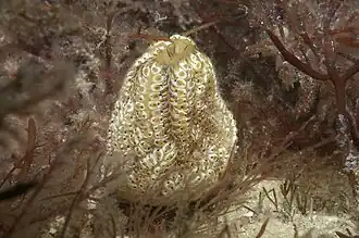 Botrylloides anceps