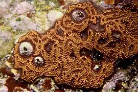 Botryllus leachii