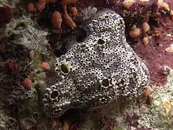 Botryllus sp.?