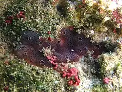 Botryllus sp.?