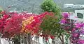 Bougainvillées.