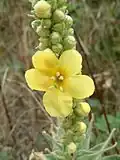 Fleurs
