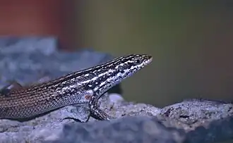 Description de l'image Boulder Mabuya (Trachylepis nancycoutuae) (9582309151).jpg.