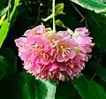 Dombeya ou Boule de neige rose.