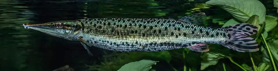 Boulengerella maculata.