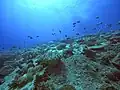 Bounty Wreck, grande diversité de coraux qui y vivent ainsi que des poissons associés
