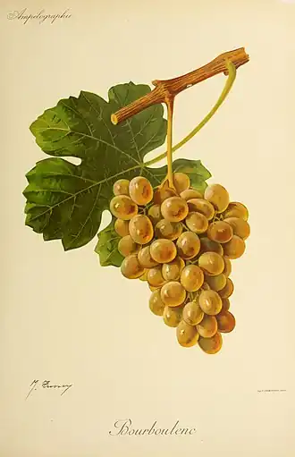 Bourboulenc