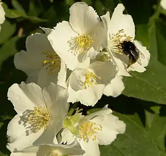 Bourdon sur des fleurs de seringa.