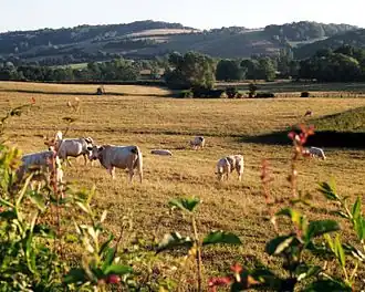 Photographie d'une plaine herbeuse où paissent quelques vaches.