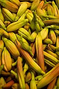 Boutons d'hémérocalle