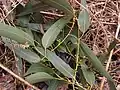 Boutons floraux & feuillage d' Eucalyptus dalrympleana au jardin jungle