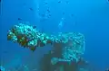 Canon de proue du Fujikawa Maru