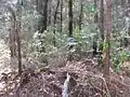 Bowenia près du Lac Tinaroo,