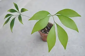 Description de l'image Bowenia Spectabilis 2 years.jpg.